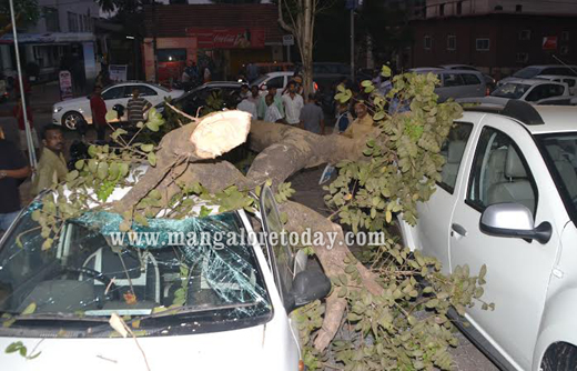 tree collapse 3